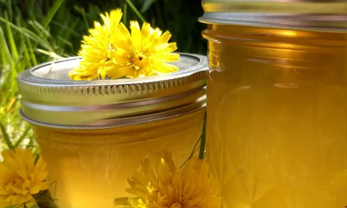 How to make Dandelion Jelly that tastes like honey!